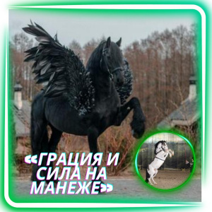 «Грация и сила на манеже»